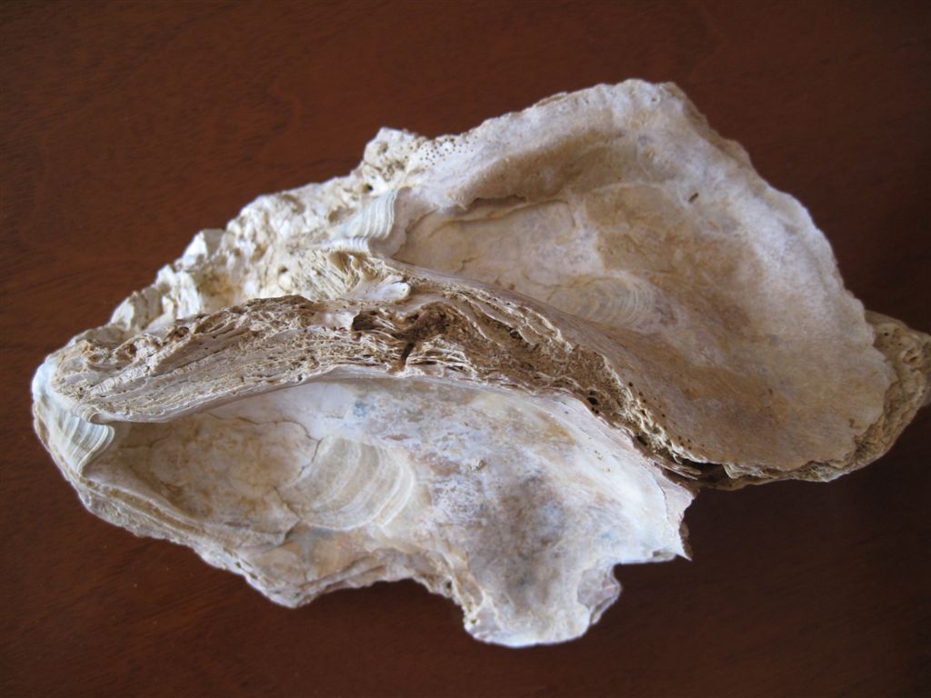 Bivalve fossile da deterrminare 2
